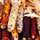 a pile of native glass corn in various colors