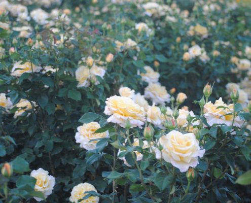 white roses growing on rose bushes
