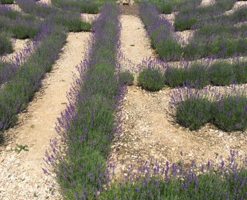 purple lavender flower plants arranged in rows to create a pathway to a circle