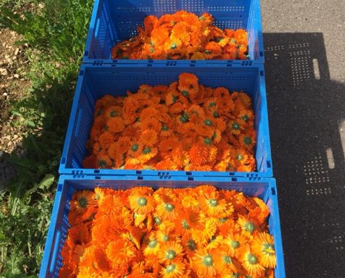 three blue crates containing orange flowers