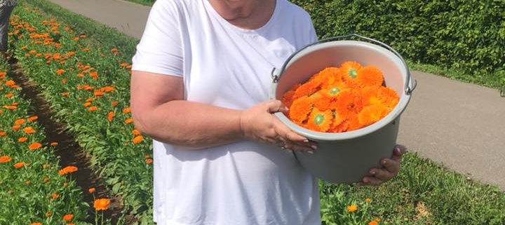 a woman in a white shirt holding a bucket of orange flowers while standing in a field