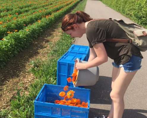 a woman pouring orange flowers into a blue crate while people work in a field behind her